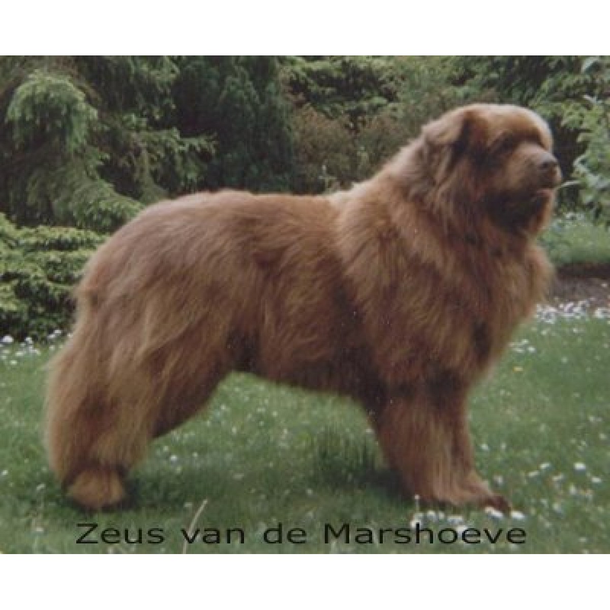 van de Marshoeve - Newfoundlanddog
