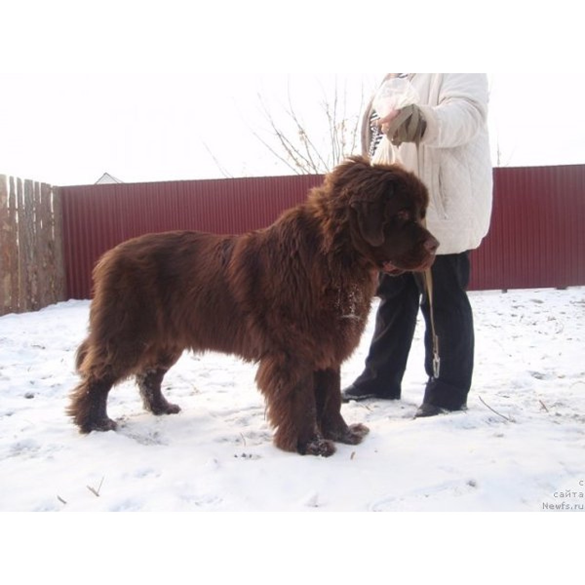 newfoundland dog shedding