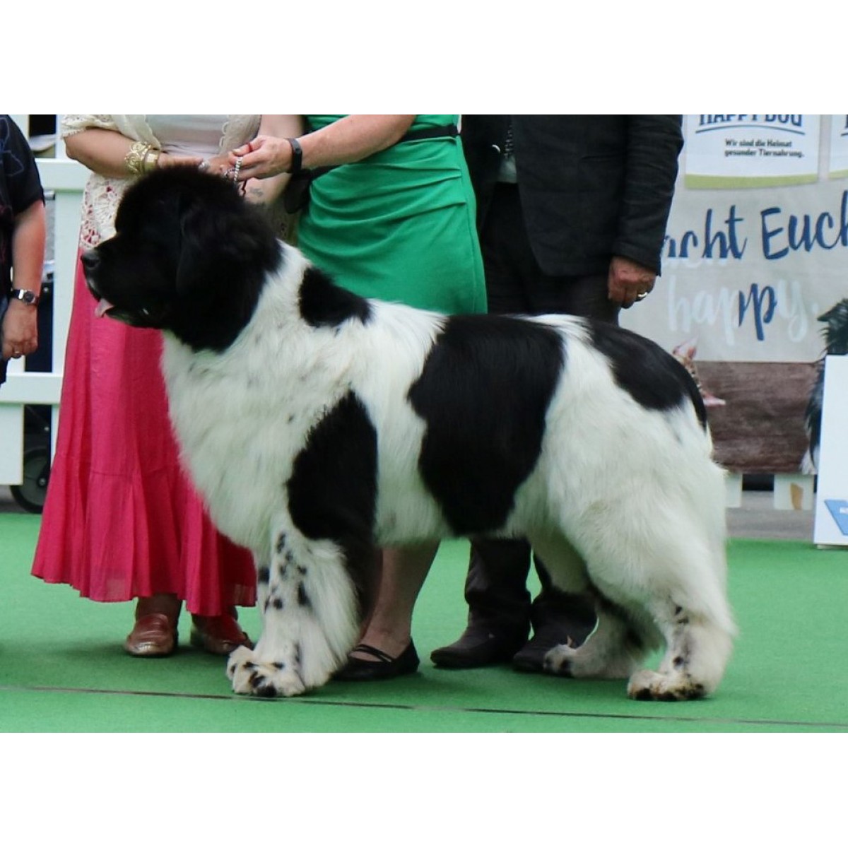 Overholdelse af ale Troende Moonshinelovers Dark Knight - Newfoundlanddog database