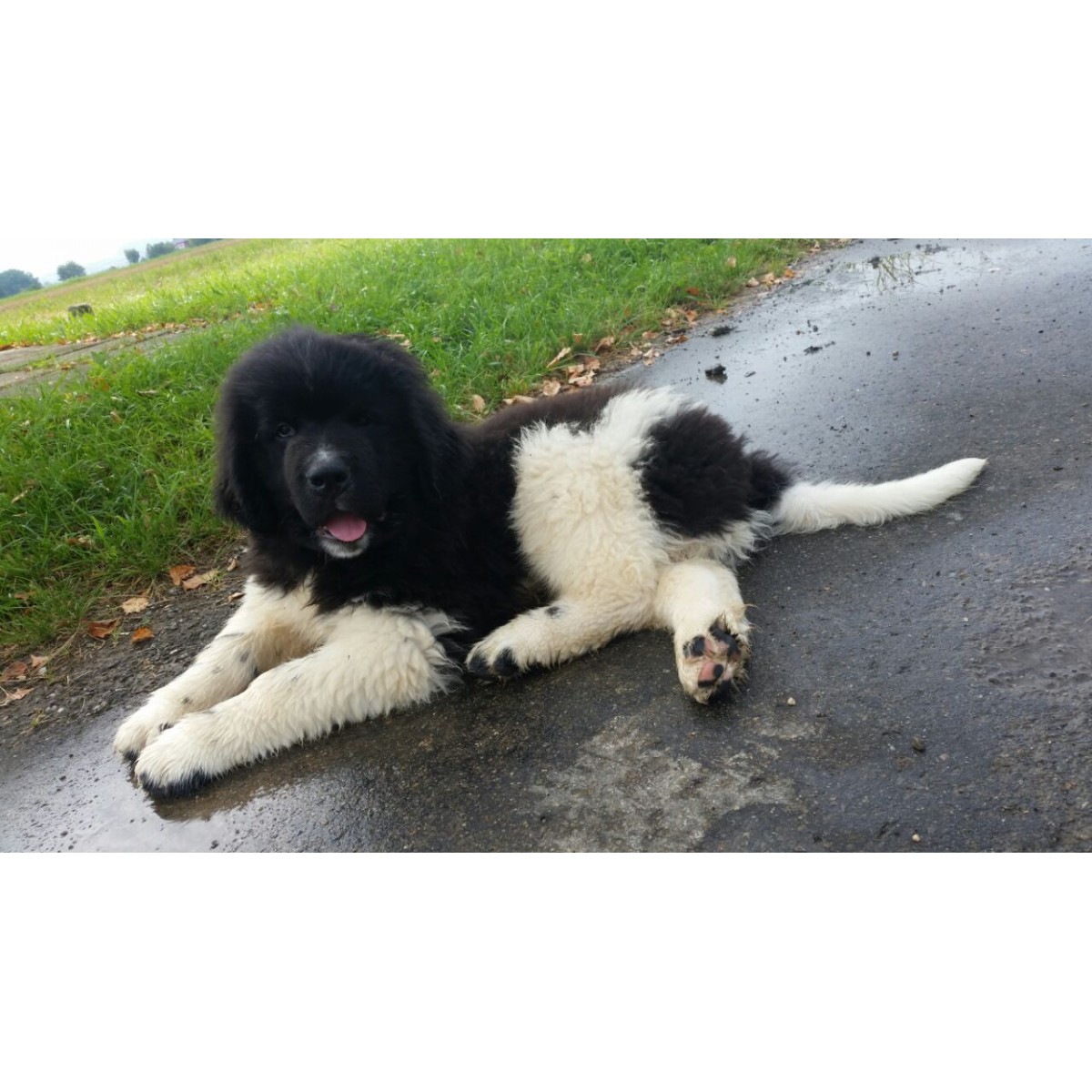 Newfoundland dog teddy bears deals